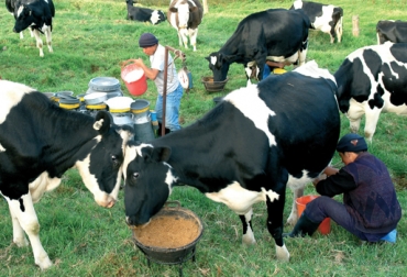 En total, serán 800 fincas las beneficiadas con el Conpes Lácteo. Foto: CONtexto Ganadero. Conpes lácteo Boyacá