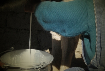 El precio del litro de leche está en $690, los productores esperan que con la alianza con Colácteos aumente a $900. Foto: CONtexto ganadero. Ordeño manual
