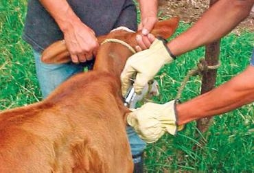 La enfermedad debe ser controlada o podría afectar a la comunidad. Foto: CONtexto Ganadero. Rabia bovina en Cesar
