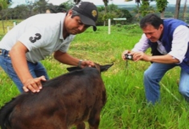 El foco de rabia fue controlado por el ICA y la Secretaría de Salud de Casanare. Foto: Secretaría de Salud Departamental de Casanare. Rabia bovina. Foto: Secretaría de Salud Departamental de Casanare.