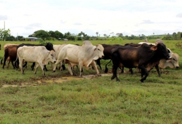 Se espera que más de 2.500 fincas ganaderas se beneficien con este proyecto. Foto: Gobernación de Caquetá. Reconversión Ganadera
