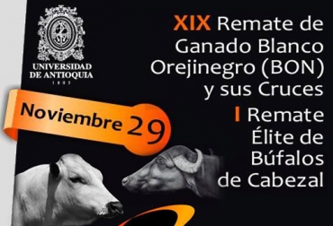 Animales de las razas criollas BON, romosinuano y velásquez podrán ser adquiridos en el evento. Foto: Asocriollo. Remate de ganado BON