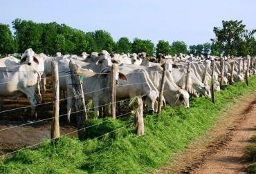 Con las reses, se espera la reactivación económica de la zona afectada por la ola invernal de 2010. Foto: CONtexto Ganadero. Repoblamiento bovino