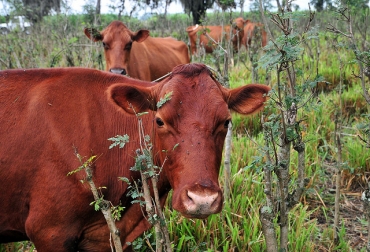Reserva El Hático. Foto: CIAT El ganado de raza colombiana es tolerante a diversas enfermedades y parásitos