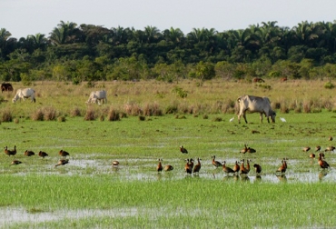 Según datos de Parques Nacionales, 10 mil 972 hectáreas de las sabanas inuldables del Casanare están protegidas como reserva natural de la sociedad civil de la Orinoquia. Foto: Noticiero del Llano. reservas naturales de la sociedad civil