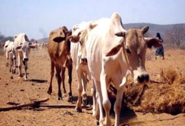 Alerta máxima en La Guajira por sequía. Foto: CONtexto Ganadero. Sequía en La Guajira.