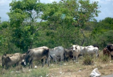 Más cuidado a las fincas y a los animales, piden los ganaderos de Sincé. Foto: CONtexto Ganadero. Robo de ganado en Sincé