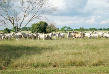 Pérdidas por más de $700 millones ha dejado el robo de ganado en Magdalena y Bolívar. Foto: CONtexto Ganadero. colombia abigeato