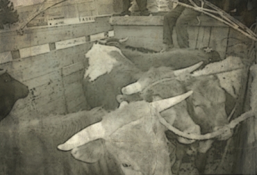 Entre diciembre de 2014 y enero de 2015 se reportó el hurto de más de 450 animales en Magdalena y Cesar. Foto: CONtexto Ganadero. hurto ganado colombia