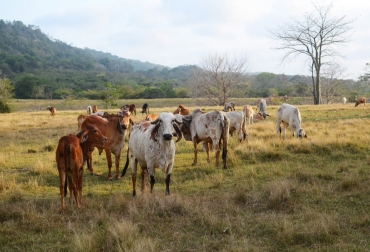 Los delincuentes están aprovechando la trashumancia que hacen los productores en la sabana sucreña para robarles los animales. Foto: tomada de tucaribe.co Sabana sucreña