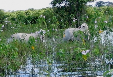 Según estudios, estos ecosistemas podrían convertirse en una zona ideal para críar bovinos. Foto: pasturasnativas.blogspot.com. sabanas inundables