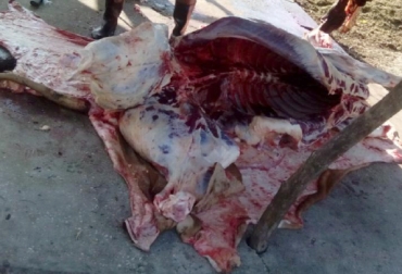 En patios y potreros son beneficiados los animales en el departamento. Foto: Cortesía. sacrificio clandestino de bovinos