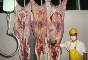 La reducción del beneficio puede verse aún más afectado, si no hay pronta solución al paro agrario que completa 10 días. Foto: Alcaldía de Vianí Sacrificio de ganado