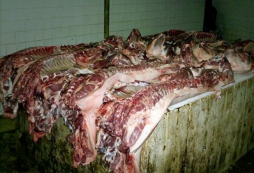 En varias regiones la problemática parece no acabar, mientras que en algunas capitales le apuestan por certificar a los expendios para asegurar el origen de la carne. Foto: sipse.com. sacrificio clandestino
