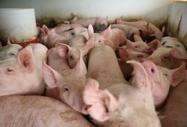 Entre 6 y 10 cerdos se sacrifician diariamente en Florencia, por lo que la gran mayoría de la carne proviene de mataderos clandestinos. Foto: ICA. Sacrificio de porcinos