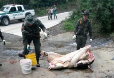 Las autoridades hallaron a 2 delincuentes limpiando una res con el agua que baja de una pequeña quebrada. Foto: Diario del Huila. sacrificio clandestino