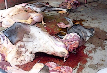 Los más afectados con la situación son los ganaderos, quienes pierden sus animales ante el silencio de las autoridades. Foto: CONtexto Ganadero. beneficio clandestino