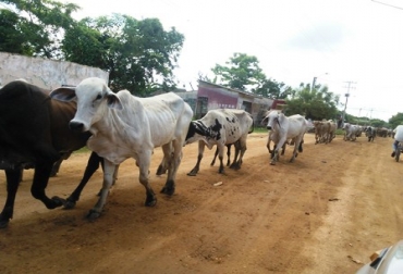 El municipio de San Marcos, en Sucre, se ha convertido en un gran hato bovino debido a la trashumancia. Foto: CONtexto Ganadero. Trashumancia bovina en Sucre