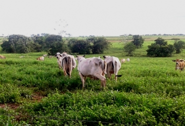 Durán es candidato al Premio Nacional de Ganadería, que tendrá un ganador en septiembre. Foto: Jaime Antonio Rangel. Predio Santana, Puerto López