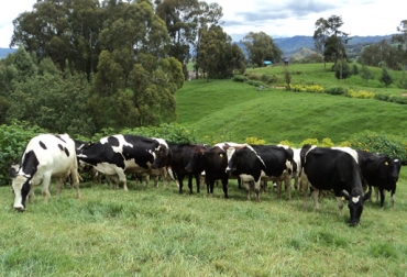 De la estricta y continua organización de las praderas, dependen sus buenos de la calidad nutricional de los pastos. Foto: Alejandro Avendaño. Sistemas silvopastoriles