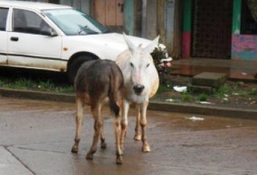 Entre 20 y 30 animales se movilizan, a diario, sin control de sus propietarios en el casco urbano de la ciudad. Foto: Araucavisión. Movilización de semovientes.jpg