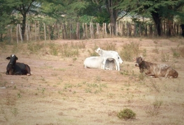 Los ganaderos necesitan guardar reservas de agua para la época crítica. Foto: CONtexto Ganadero. ganado sin comida