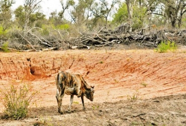 La falta de agua y pasturas causaron la muerte de los animales. Foto: CONtexto Ganadero. Verano en Cesar.