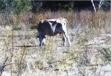 En Sucre, cerca de 12 mil hectáreas se han perdido por la sequía. Foto: CONtexto Ganadero. Falta de forrajes preocupa a ganaderos de Sucre.jpg
