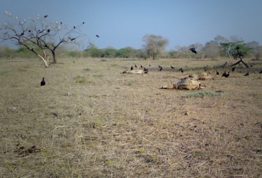 Las reses comienzan a morir por el verano y los entes gubernamentales no dan acciones concretas. Foto: ecologiasocebu.blogspot.com Muerte de reses por verano.