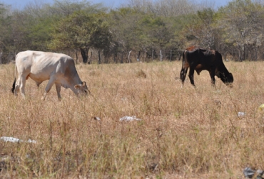 Los días secos en La Gujajira podrían ir hasta mediados de abril o incluso mayo. Foto: Gobernación de La Guajira Verano en La Guajira