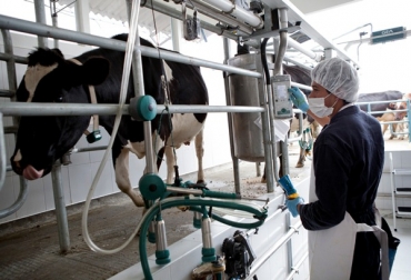 Este innovador sistema cuenta con tecnología de punta para temas de formación y productovidad lechera. Foto: Sena Ordeño automatizado en Cundinamarca.jpg