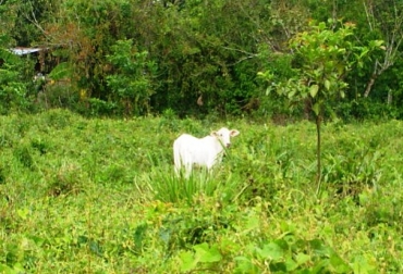 Con la implementación de sistemas silvopastoriles se disminuye el impacto en el cambio climático. Foto: Archivo. Sistemas silvopastoriles en Amazonas