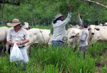 350 ganaderos y productores capacitados, se encargarán de replicar el conocimiento adquirido. Foto: Unimedios. Sistemas silvopastoriles
