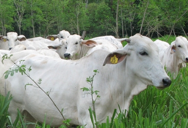 "Cuando se empezó el programa, la producción de leche estaba en 4,9 litros, en 2012 fue 5,8 litros con 70 vacas”, explica José María Morales, asistente técnico del predio ‘La Pequín’. Foto: Archivo Fedegán. Sistemas silvopastoriles.jpg