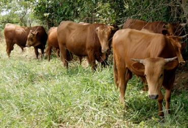 Con una mejor alimentación y genética de alta calidad, el departamento le apuesta a ser más competitivo y eficiente. Foto: Corpoica. Sistemas silvopastoriles
