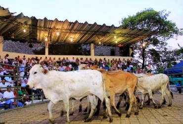 El evento se realizará en la sede de la Comercializadora, ubicada en el kilómetro 3 vía Sampués. Foto: Cogasucre. Subasta ganado Sucre.