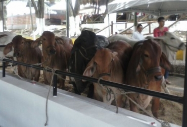 La primera comercialización movió alrededor de 240 animales con transacciones por $180 millones. Foto: Feria Ganadera de Córdoba. Subasta ganadera San Martín