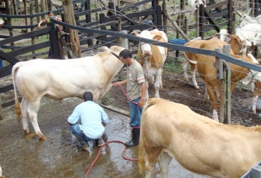 Los lugares en los que se llevan a cabo las subastas deben cumplir varios requisitos exigidos por el ICA. Foto: caucaviejo.com Subastas ganaderas