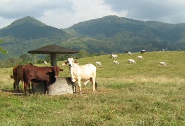 Inicialmente serán 50 ganaderos los que se vincularán a Alesu. Foto: Gobernación de Santander. Ganaderos de Sucre