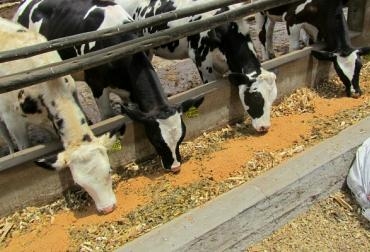 En total, 7000 toneladas de suplementos alimenticios recibieron los ganaderos del Tolima. Foto: CONtexto Ganadero. La meta de vacunación y el suministro de suplementos se cumplieron en Tolima.