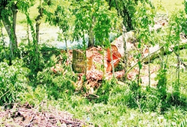 Miles de árboles en Sampués, Sucre, son talados con fines artesanales. Foto: Archivo. Reforestarán zona indígena en Sincelejo