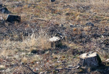 De acuerdo al Plan de Desarrollo de 2010, el cual estipula el establecimiento de la tasa anual, el Estado aún no la cumple. Foto: CONtextoganadero Deforestación