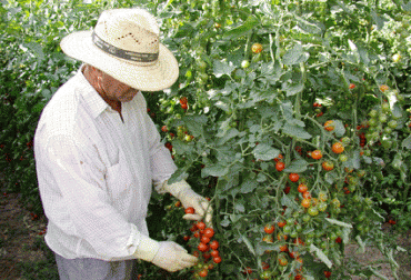 El tomate cherry será uno de los productos que más se cultivarán en Boyacá. Foto: Archivo particular. Boyacá le apuesta al cultivo de minivegetales.jpg