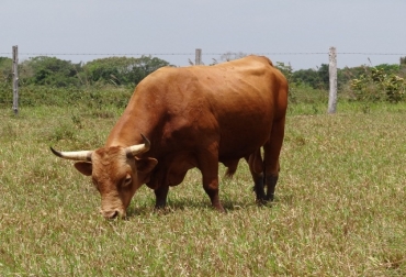 Destacar las ventajas del ganado criollo San Martinero es uno de los objetivos del evento. Foto: Cortesía Futuro Orinoquía Ganado criollo Sanmartinero