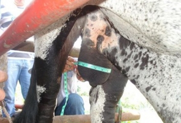 A los machos reproductores se les medirá el diámetro testicular, la líbido y la habilidad de monta, para determinar sus condiciones. Foto: Gobernación del Cesar. Macho reproductor en Cesar