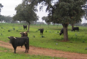 En enero de 2013 se presentaron 5 casos de abigeato en el departamento de Casanare, de acuerdo con el Observatorio de Delitos de Fedegán. Foto: CONtexto ganadero. Robo de animales, abigeato