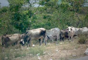 Ganaderos del Sucre obligados a hacer trashumancia. Foto: CONtexto Ganadero. trashumancia por sequía