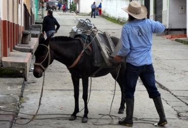 Entre 7 y 9 horas tardan en transportar la leche entre la provincia y Bucaramanga, tiempo que se ahorrarán una vez esté lista la planta. Foto: Diego Ríos Jaimes / Fedegán. Transporte de la leche