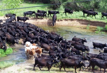 Entre 200.000 y 300.000 reses se trasladaron en los últimos meses. Foto: CONTexto Ganadero. Ganaderos del Atlántico damnificados por cambio climático