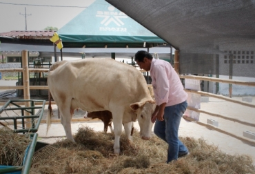 Los sistemas promoverán el establecimiento de unidades productivas bovinas y ovinas en Huila. Foto: Sena. Unidades productivas del Huila